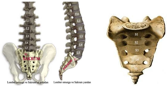 7sacrum